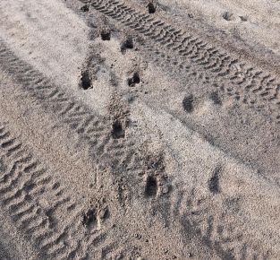 CyberTracker Trailing Evaluierung