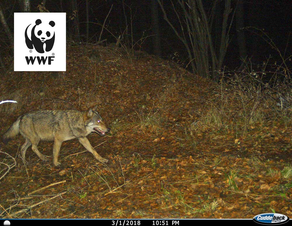 1000x772 Nuno Guimaraes Wolf Fotofalle WWFLogo web